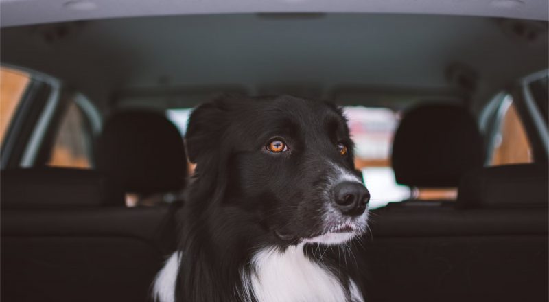 Cachorro da raça border collie dentro de um carro