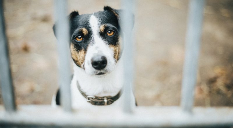 Cachorro sem raça definida, preso atrás de um portão