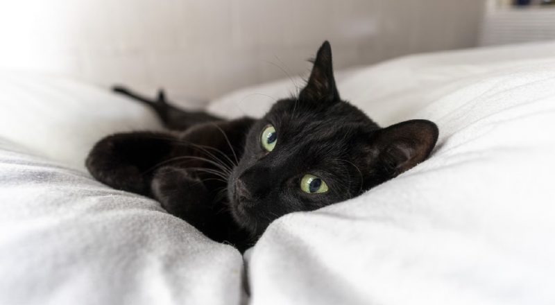 Gato preto deitado na cama branca, com olhos verdes