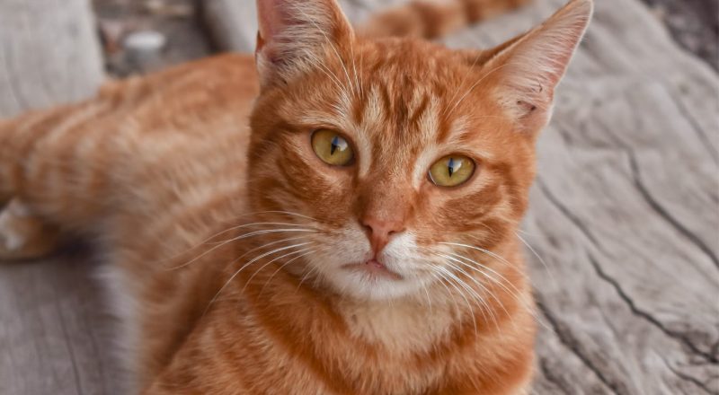Gato sem raça definida, de cor laranja rajado, com olhos amarelos olhando para frente.