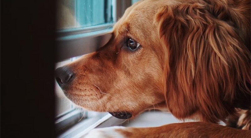 Cachorro caramelo olhando pela janela