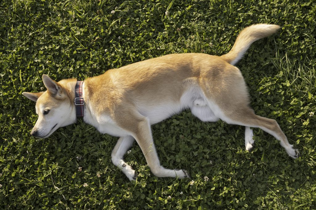 Cachorro caramelo com dermatite se coçando na grama 