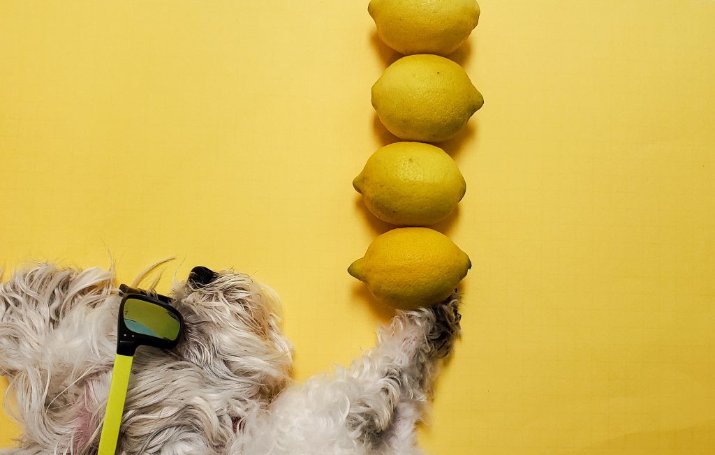 Cachorro pode comer damasco? Descubra!