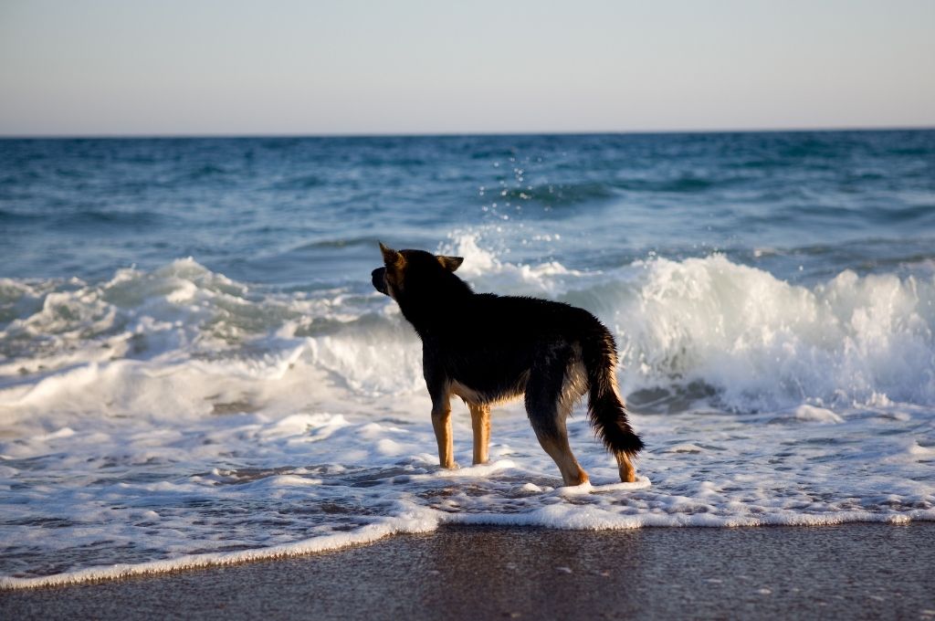 cachorro na água da praia
