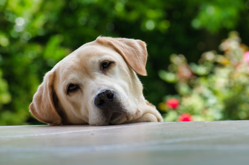 sintomas da leishmaniose canina