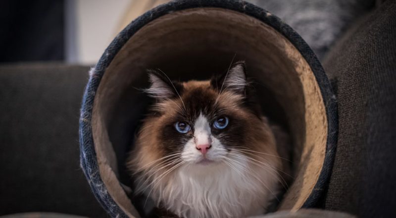 gato dentro de um arranhador