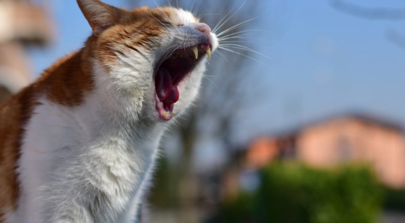 gato ;aranja e branco com sintomas de agressividade e raiva