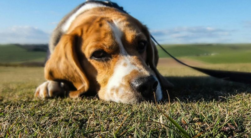 cachorro triste com dor deitado na grama