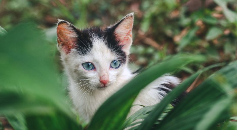 gato filhote preto e branco entre folhagens naturais