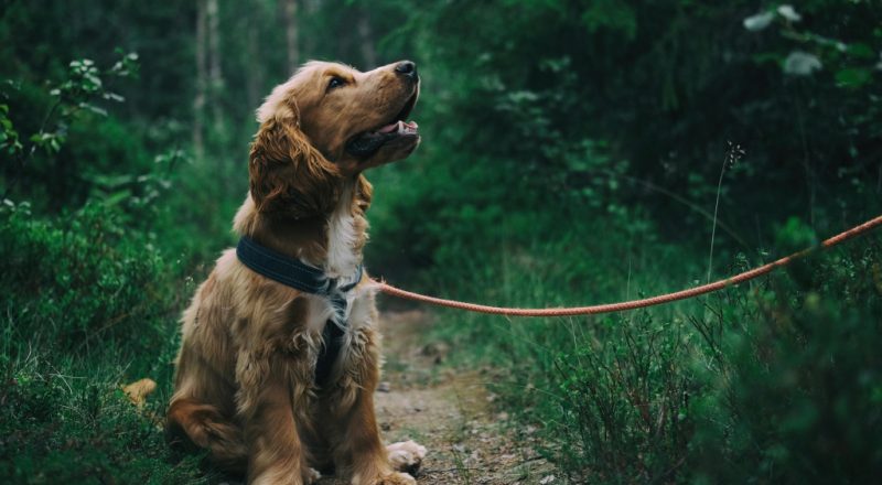 cachorro caramelo com coleira de passeio em um ambiente natural