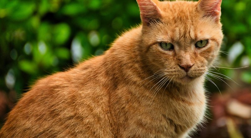 gato laranja com caspa