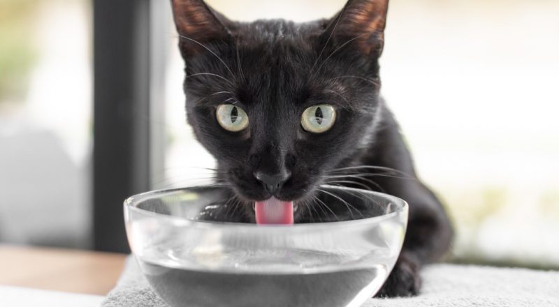 gato preto tomando água