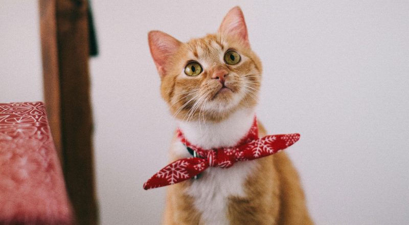 gato laranja em campanha do setembro vermelho pet