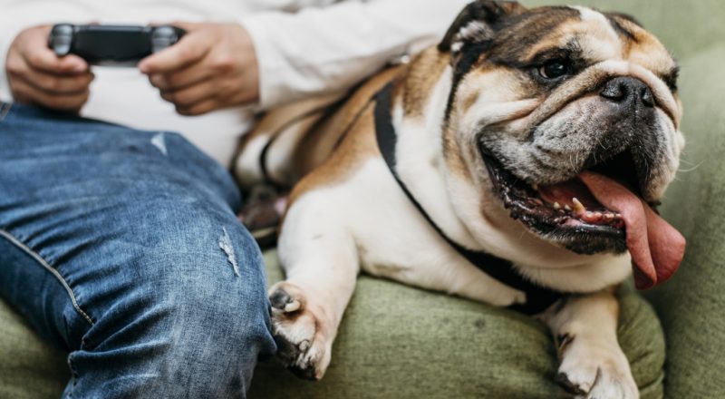 cachorro obeso deitado no sofá ao lado do seu dono