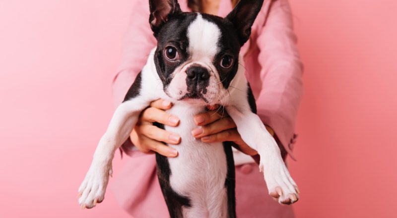 cachorro com um fundo rosa em apoio ao outubro rosa pet