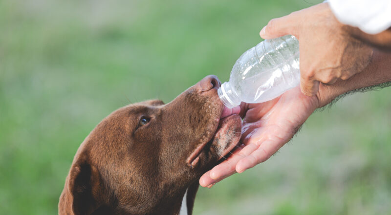 The owner gave dogs the water from bottle to drink.