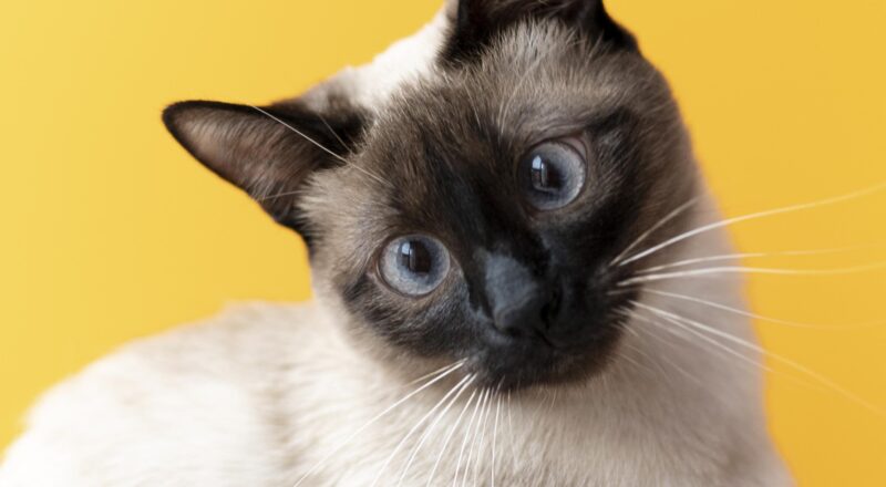 gato siames em fundo amarelo