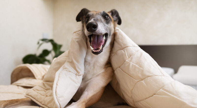 cachorro com frio em baixo de uma coberta