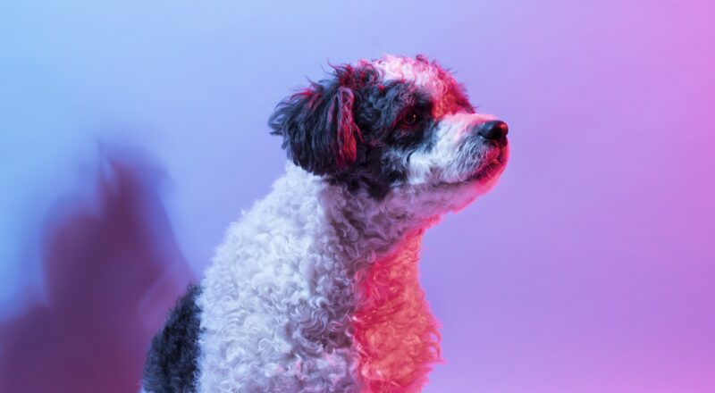 cachorro preto e branco em um fundo violeta