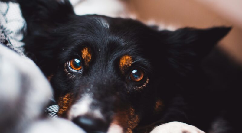 cachorro preto deitado