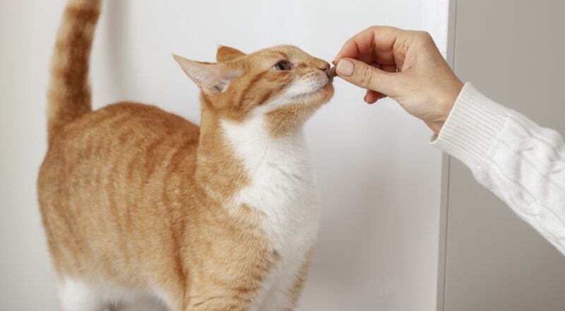 gato comendo um remédio