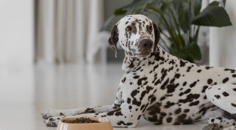 cachorro comendo ração