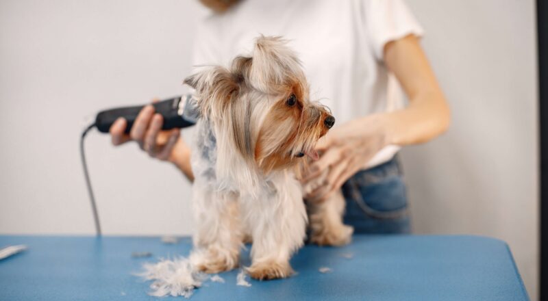 Cachorro da raça yorkshire sendo tosado