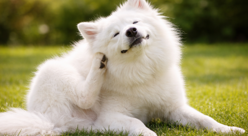 Cachorro se coçando no verão